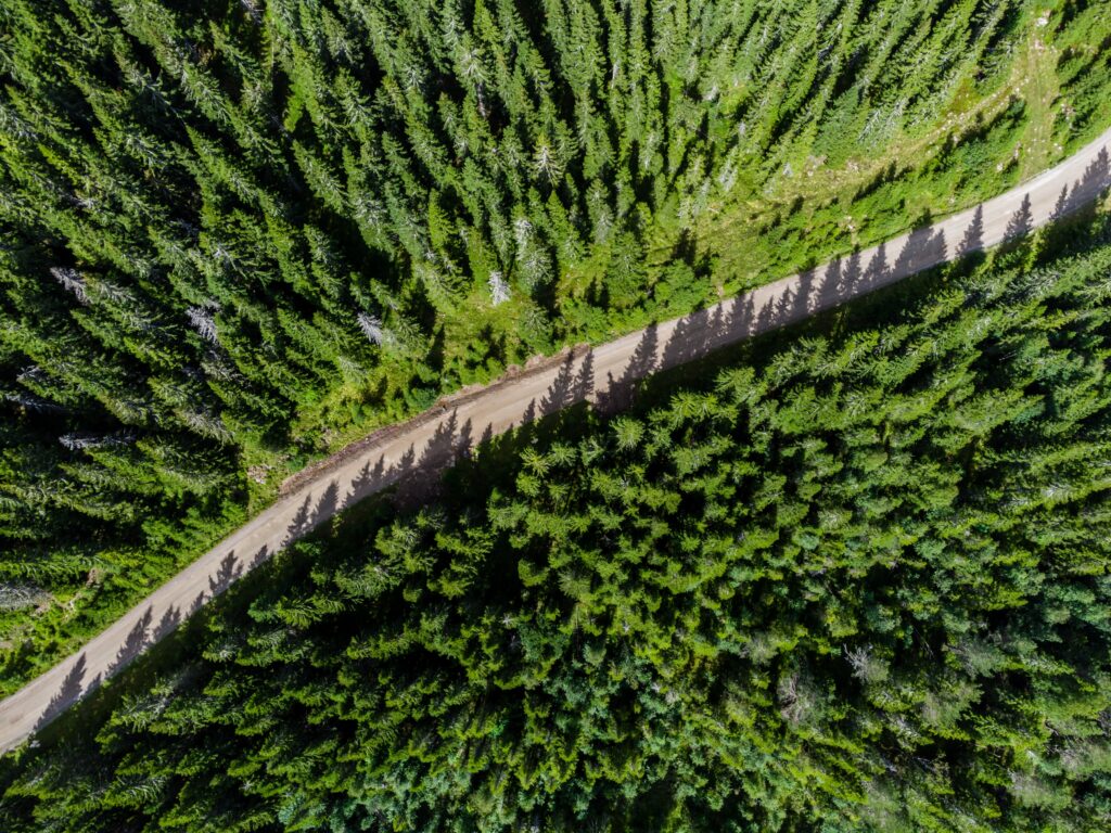 Illustrativt bilde av en granskog med en vei gjennom skogen tatt med en drone