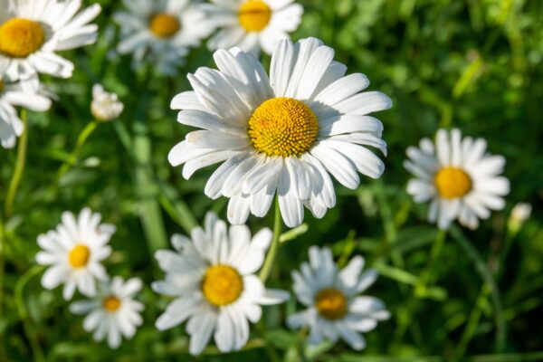 fotografi av blomstereng